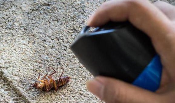 Откуда берутся тараканы в доме или квартире. Что можно сделать?