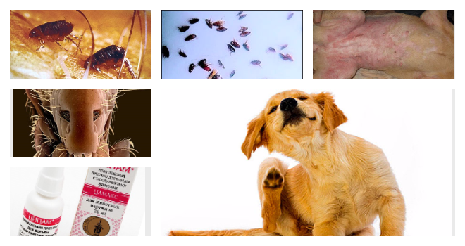 Виды инъекций для собак и нужна ли прививка от блох?