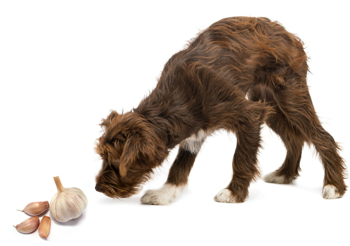 3 признака блох у собаки и как от них избавиться? Чем обрабатывать щенка