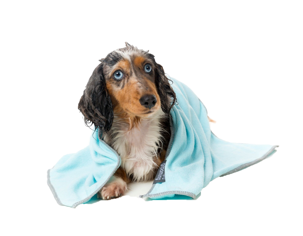 Эффективен ли шампунь от блох для собак, как часто мыть собаку и другие нюансы