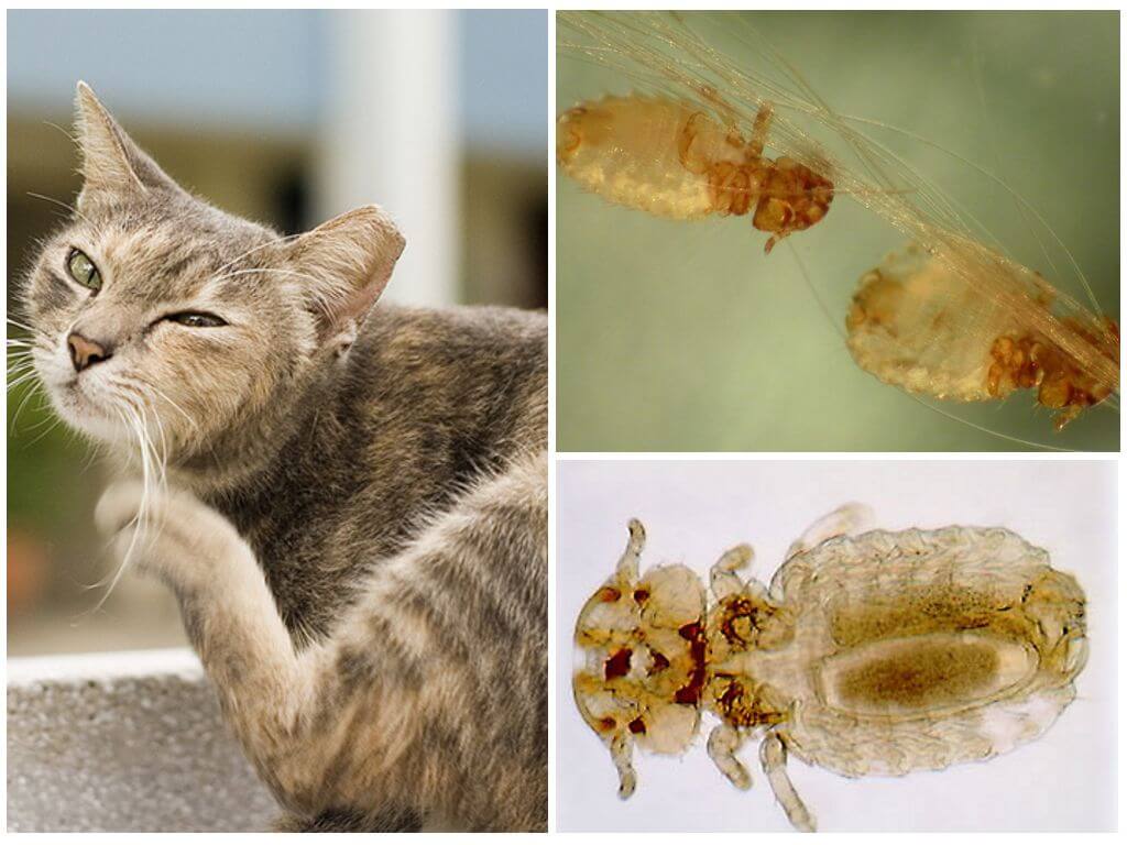 Живут ли вши на котах и могут ли заразиться кошачьими вшами люди?
