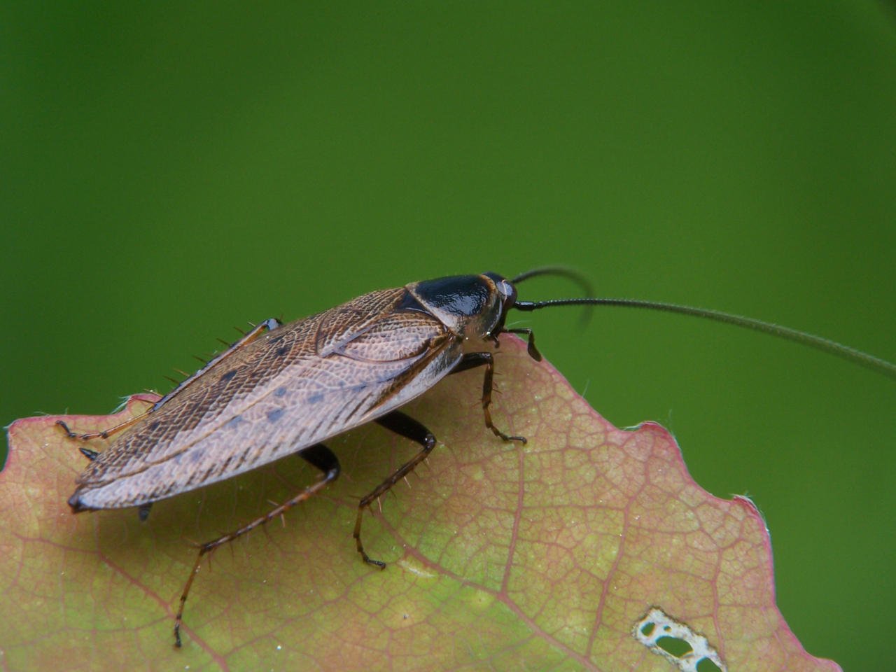 Умеют ли тараканы летать, можно ли встретить дома таракана с крыльями?