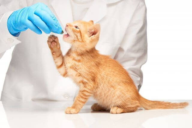 Блохи у кошки: как выглядят, как вывести народными и аптечными средствами?