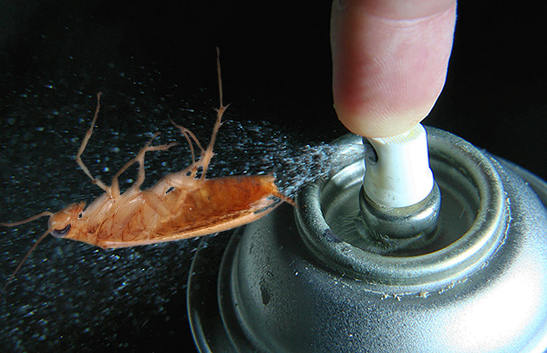 5 разновидностей дихлофоса от тараканов - какой лучше использовать?