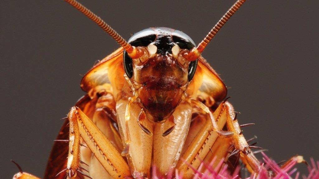 5 разновидностей дихлофоса от тараканов - какой лучше использовать?