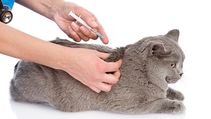 Блохи у кошки: как выглядят, как вывести народными и аптечными средствами?