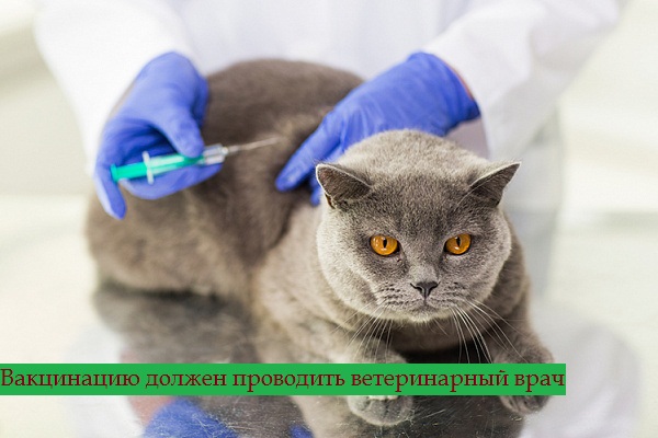 Прививка от блох для кошек, где сделать укол и какую вакцину выбрать?
