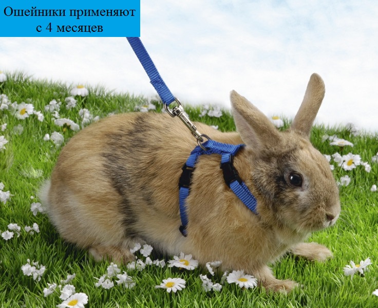 Блохи у кролика: декоративного и обычно, что делать и чем лечить?