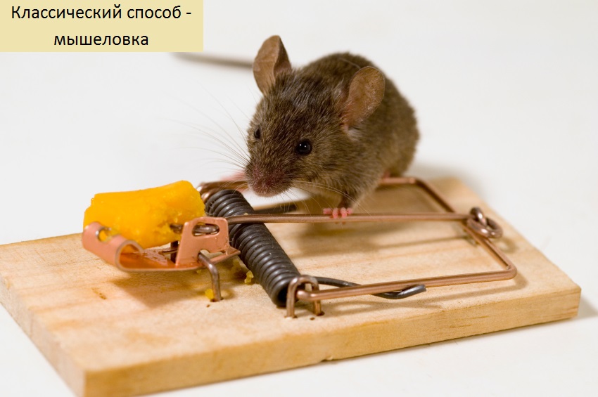 Как поймать мышь в доме и в квартире без мышеловки: способы и средства