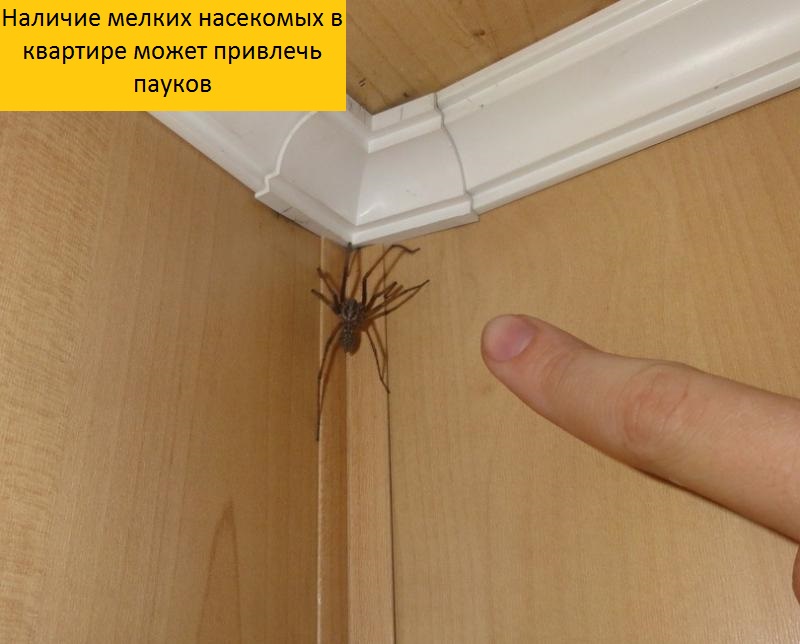 Домашний паук или домовой (комнатный) - какие живут в квартирах, разновидности.