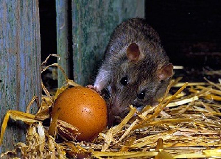 Как избавиться от мышей и крыс в курятнике, как и чем ловить?
