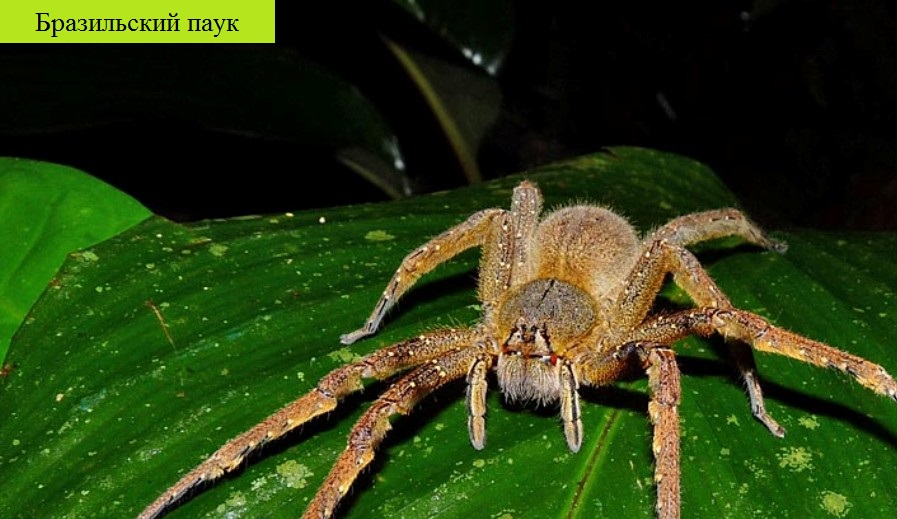 Самые большие пауки в мире, какие из них наиболее опасные и ядовитые?