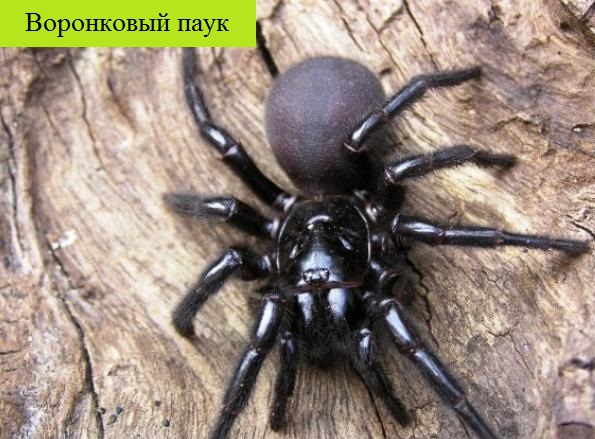 Самые большие пауки в мире, какие из них наиболее опасные и ядовитые?