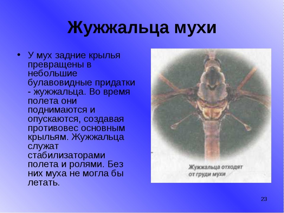 Сколько живёт муха обыкновенная в квартире? Её строение и особенности размножения.