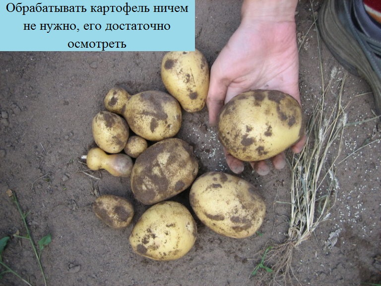 Как избавиться от моли в выкопанной картошки, меры борьбы