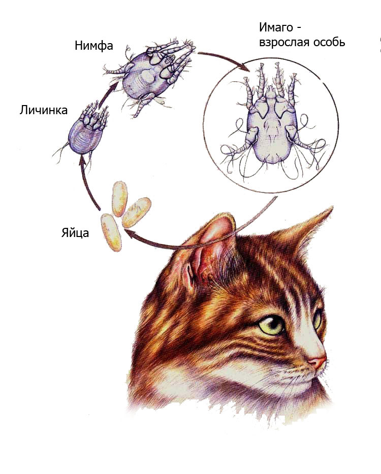 Отодектоз у кошек: как и чем лечить, можно ли это делать дома?