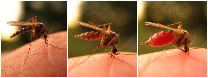 Чем отличается укус клопа от укус комара, какие могут быть последствия?
