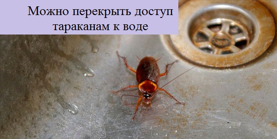 Уксус от тараканов в квартире и в частном доме, помогает ли он и как действует?