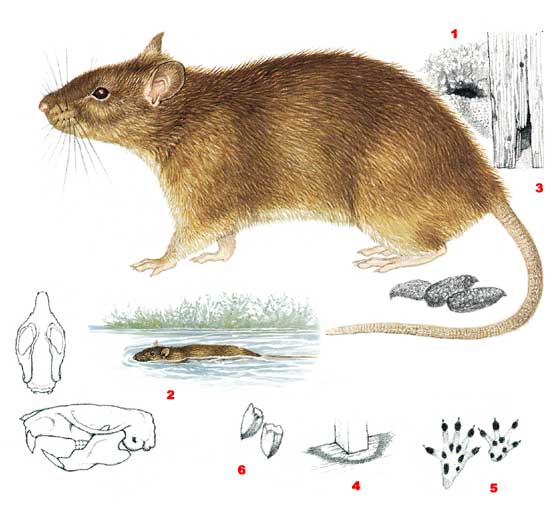 Полевая мышь, почему рыжая, чем отличается от домашней, сколько живут, как избавиться на даче?