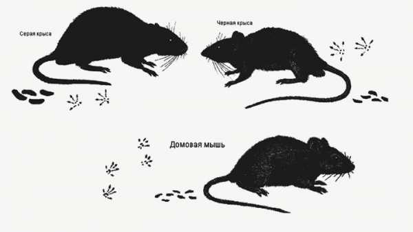 Чем отличается мышь от крысы (разница) - 5 отличий, взрослых особей и детенышей