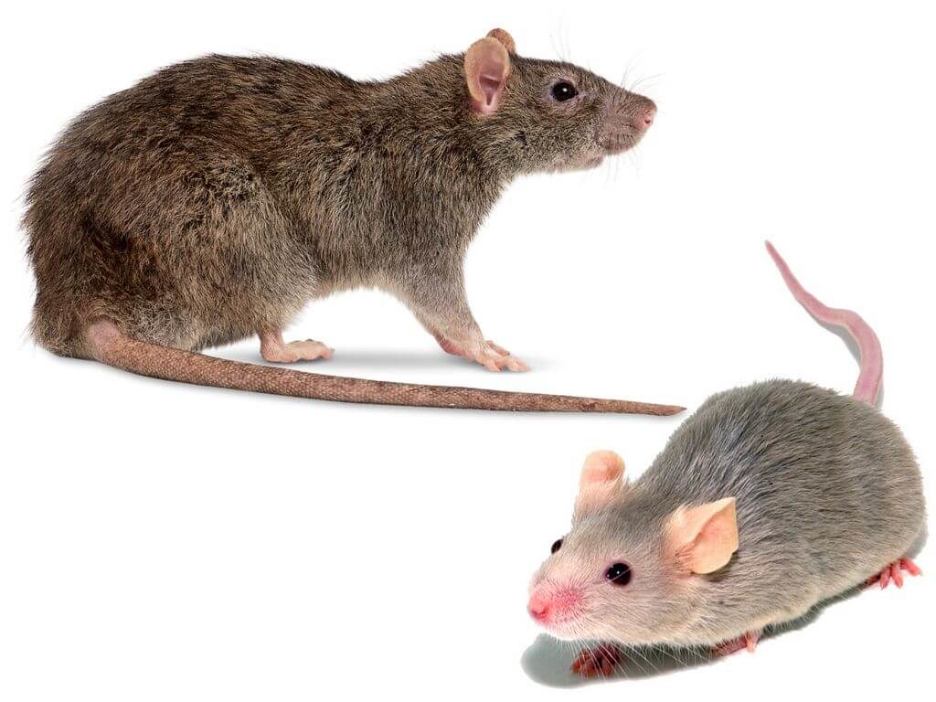 Чем отличается мышь от крысы (разница) - 5 отличий, взрослых особей и детенышей