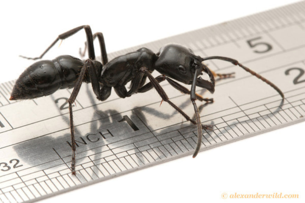 Во сколько раз муравей поднимает больше своего веса, какой вес муравья?