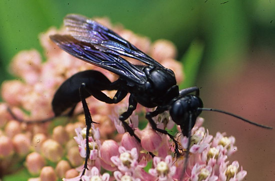 Черные осы - чем опасны и как от них избавиться?