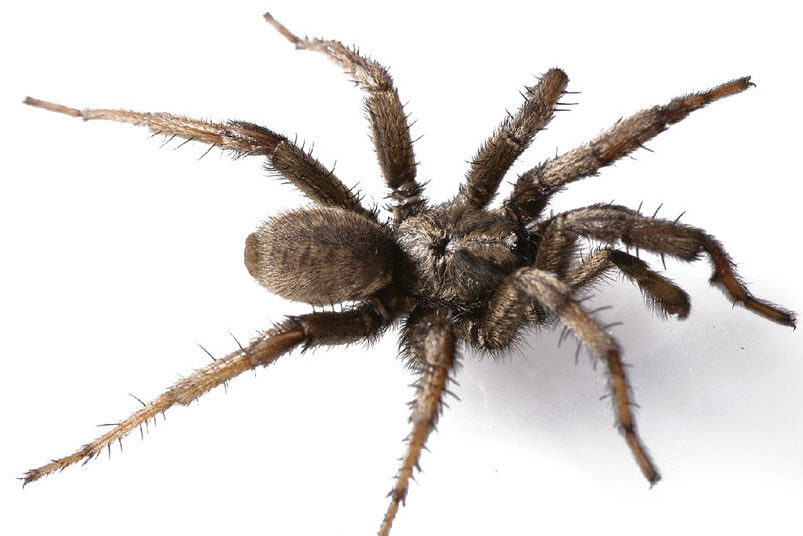 Кто такой паук насекомое или нет – к какому классу относятся паукообразные?