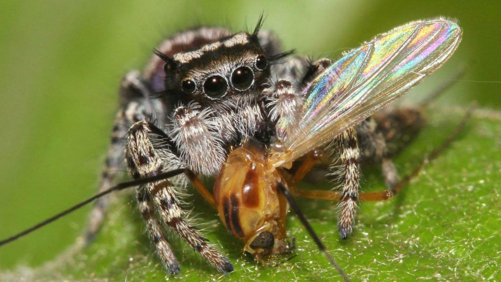 Чем полезны пауки и какая от них польза для человека и для природы?