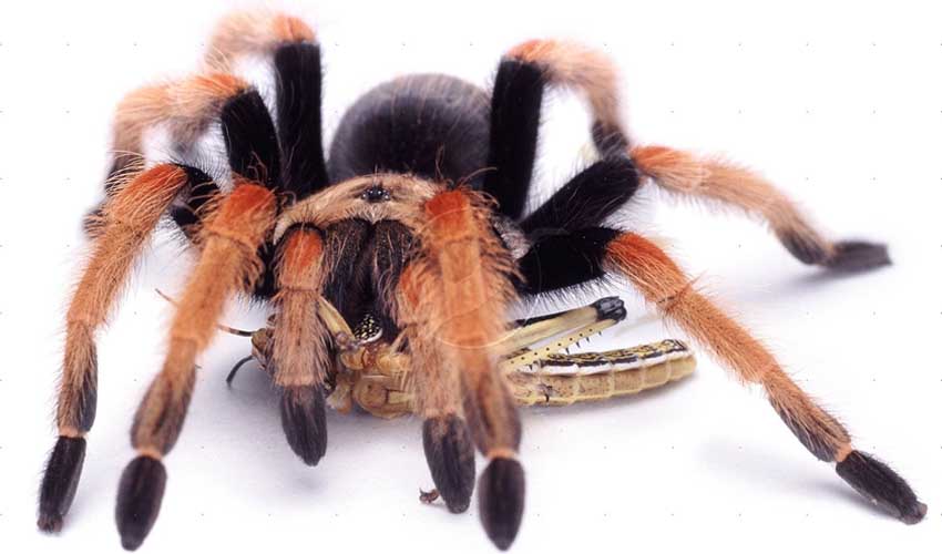 Домашние тарантулы - правильное содержание и чем кормить?