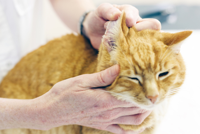 Можно ли заразиться ушным клещом от кошки?