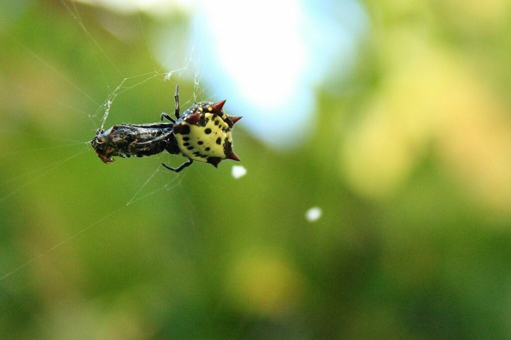 Паук кругопряд рогатый или шипастый паук где обитает и