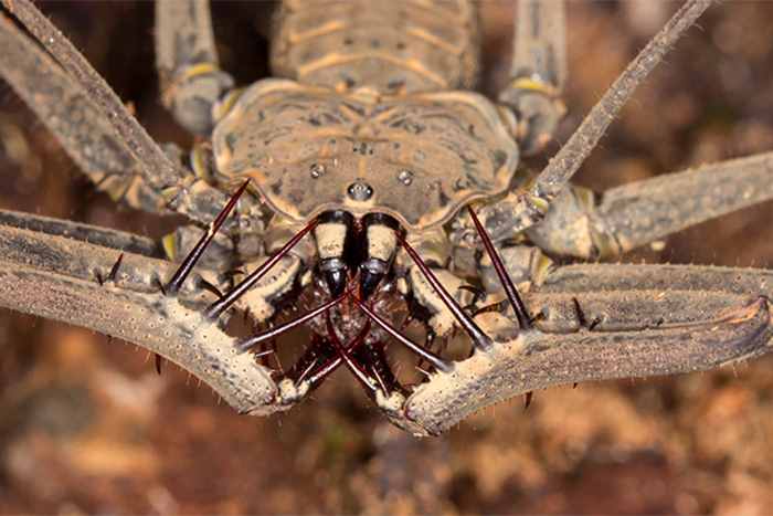 Где обитают фрины - жгутоногие пауки и чем питаются?