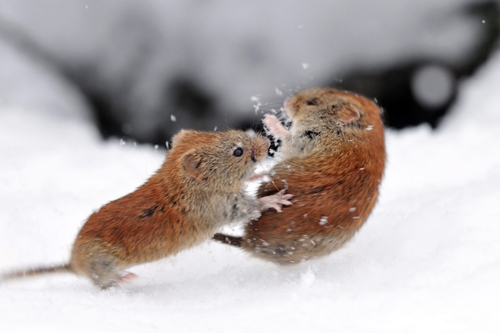 Где зимуют мыши? Какие животные делают запасы на зиму Что делают зимой мыши в лесу