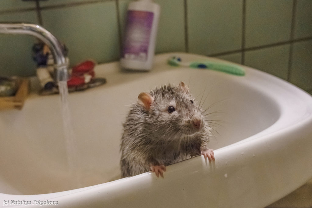  отмыть клей для мышей с кошки и пола, чем стирать одежду?