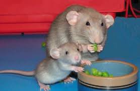 Чем питаются дикие и домашние крысы, какая еда опасна для них?