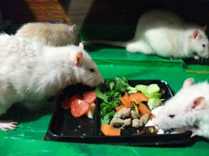 Чем питаются дикие и домашние крысы, какая еда опасна для них?