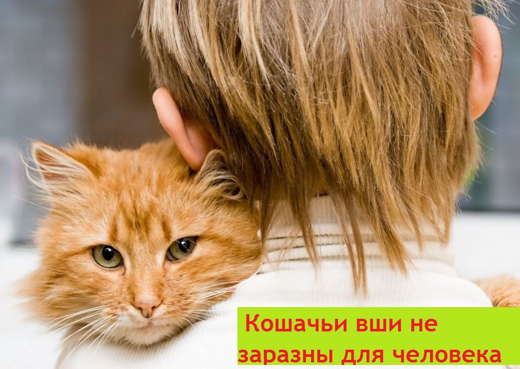 Аллергия у кошек на вшей