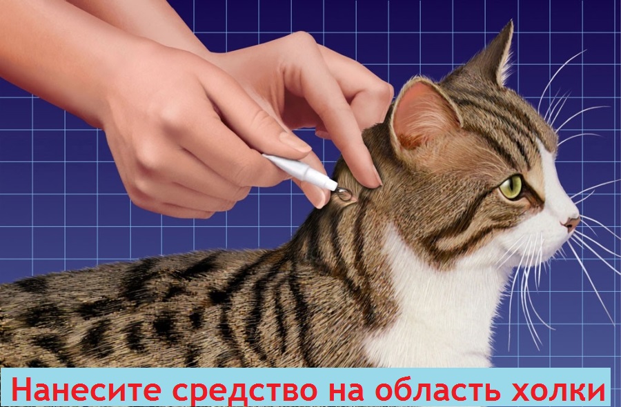 Аллергия у кошек на вшей