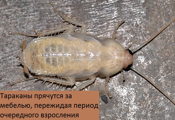 Почему некоторые тараканы белые, откуда они берутся в доме?