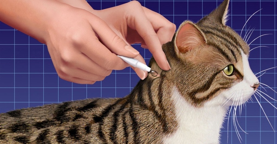Аллергия у кошек на капли от блох симптомы и лечение thumbnail