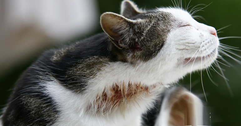 Может быть аллергия у кота на капли от блох