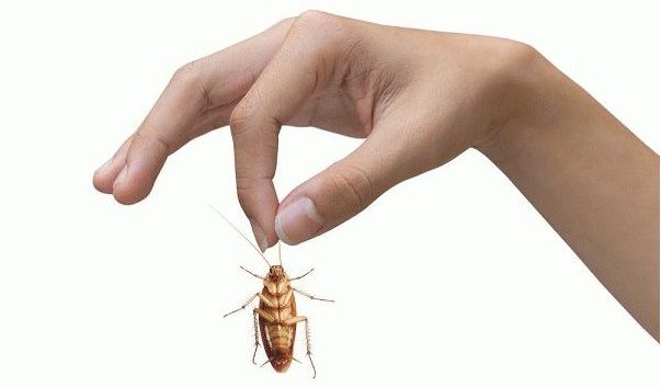 Как избавиться от тараканов в доме: причины появления насекомых и покупные средства борьбы, рецепты домашних ядов и ловушек