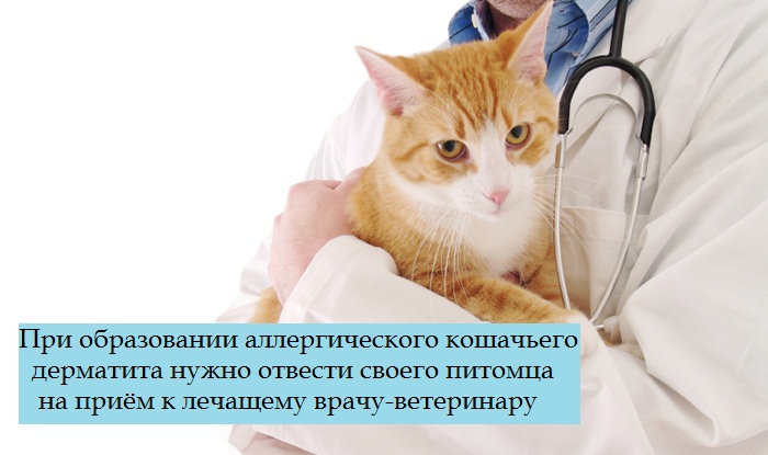 Лекарство от аллергии на блох для кошек