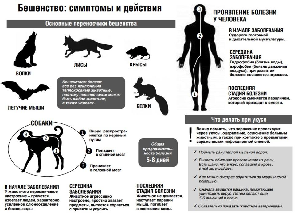 Инфекционные болезни от мышей к человеку
