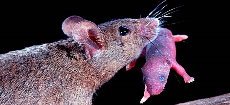 Сколько мышат может родить мышь