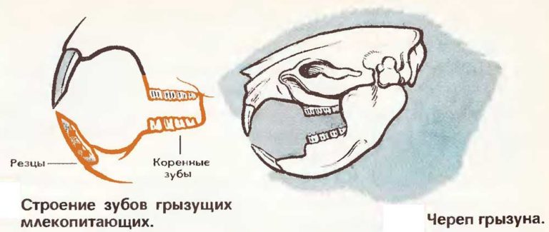 Грызут ли мыши usb