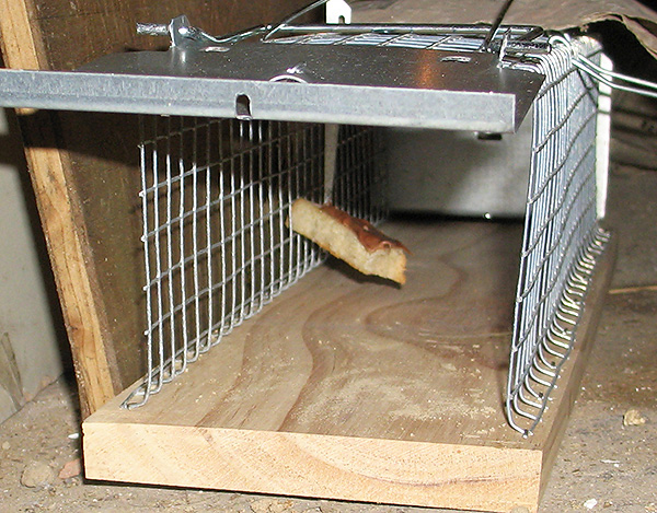 Как поймать крысу в домашних условиях без крысоловки, чем выманить?