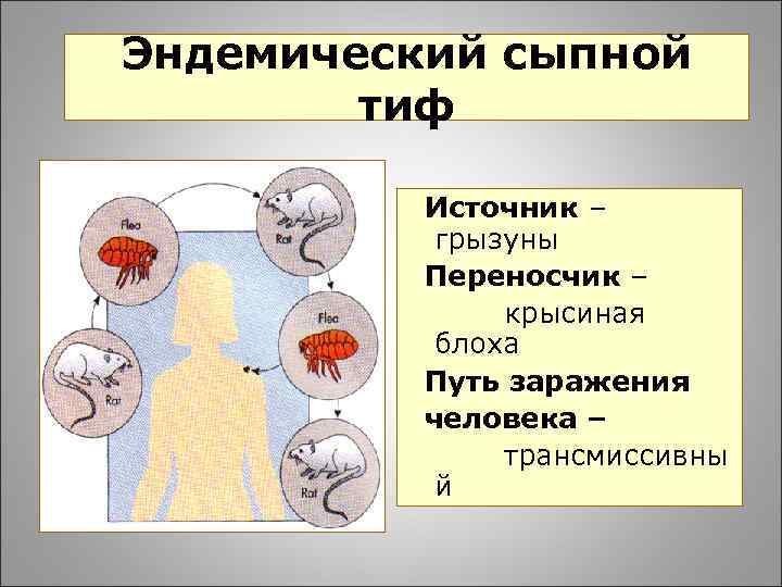 Инфекционные болезни от мышей к человеку