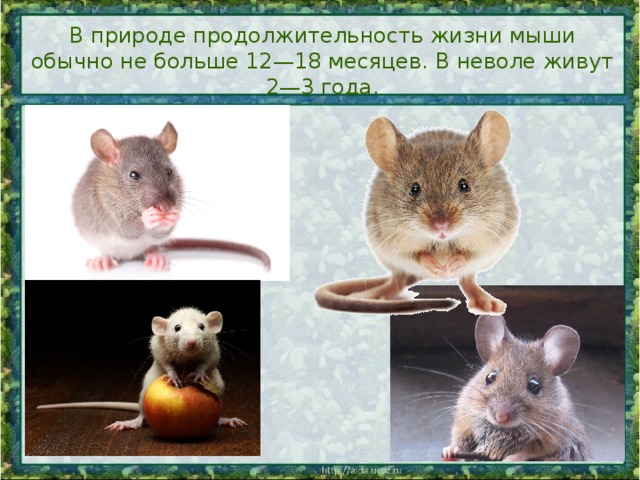 Сколько мышей. Продолжительность жизни мыши. Мыши домашние Продолжительность жизни. Срок жизни мышей. Продолжительность жизни мышей в природе.